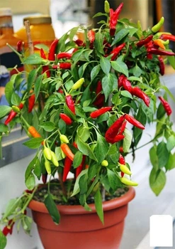 Перец комнатный "Tabasco" острый (съедобный, декоративный) (152990)