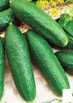 Огурец обработанный "Зеленая волна" (Зипер) Agro-Market 0.5г (183860)