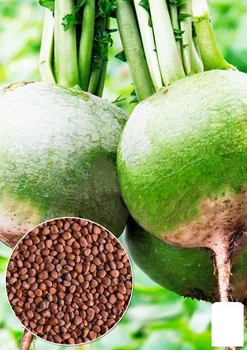 На развес Редька "Ника" Agro-Market цена за 10г (178654)