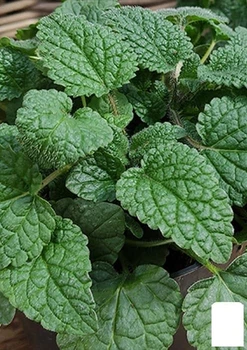 Мелисса Mandarina (183693)