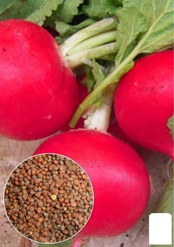 На развес Редька дайкон "Румяный Саша" Agro-Market цена за 10г (112731)