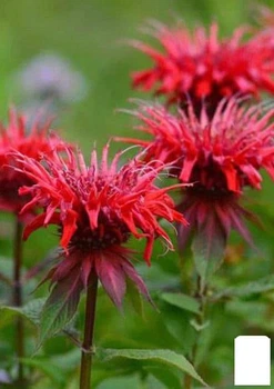 Бергамот (Монарда) "Red Joy" (183700)