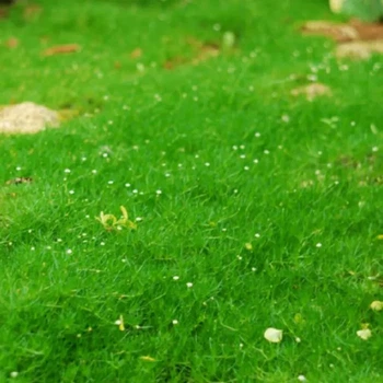Саженец Моховинка шиловидная Green Moss (Sagina subulata Green Moss) в горшке 0,5 л