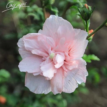 Гибискус сирийский 'Pink Chiffon'®. Контейнер 2л