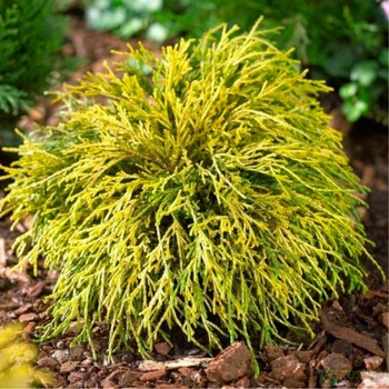 Кіпарисовик горіхоплідний Filifera Aurea Горщик 1л