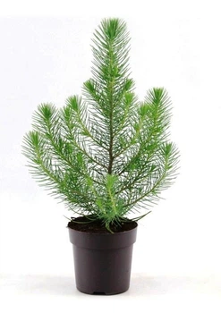 Сосна Пінія Pinus Silver Crest (висота 30-35см)
