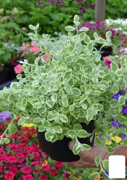 Гелихризум ампельный "Variegata" (185704)