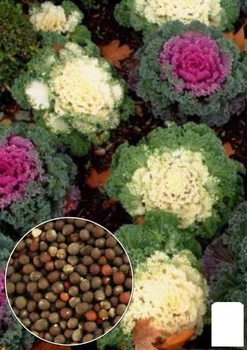 Капуста декоративная "Кружевная мозаика" (зипер) Agro-Market 0,2г (183415)