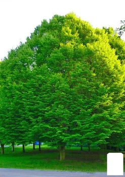 Граб европейский "Betulaceae" (пригоден для бонсай, теневынослив) высота 70-110см (80256)