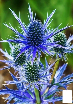 Синеголовник альпийский "Blue Star" (декоративный сухоцвет) (183707)