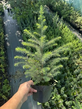 Саженец Ель сербская в контейнере 2 л (Picea Omorika)