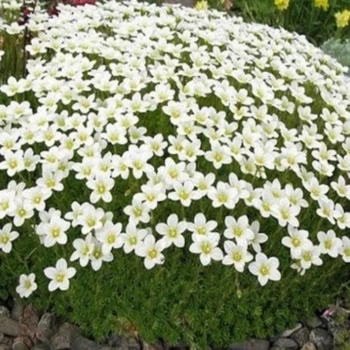 Саженцы Камнеломки Арендса белая (Saxifraga Arendsii) в контейнере 0,5л