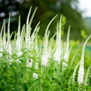 Саженец Вероника колосиста Кандлс Сноу. в контейнере 2 л (Veronica spicata Candles Snow)