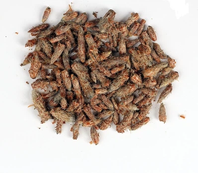 Почки сосны (Почки сосны) 100г
