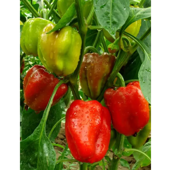 Перець Геркулес 0,3 г ТМ Смачний
