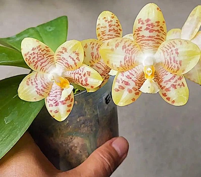 Орхідея (підліток зараз без квітів) TopDreams фаленопсис Phal 6176 Amber Jade (Chang Maw Jade x Gigantea) ароматний 1.7 (мох)