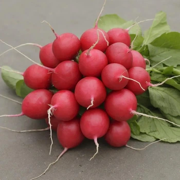 Редис Стеллар F1 Syngenta 2 г