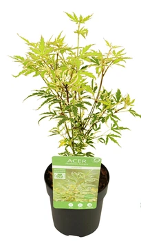 Клен японський Japanese maple, acer palmatum Butterfly, висота 30см, 10 горщик