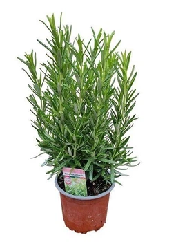 Розмарин (Rosmarinus officinalis bush), горщик ⌀10