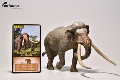 Європейський прямобивневий слон Palaeoloxodon antiquus EoFauna 00701