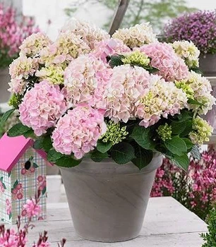 Гортензия крупнолистная "Pretty Pink" декоративные кустарники многолетники