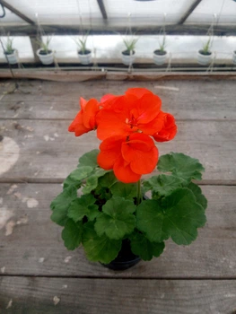 Зональна пеларгонія Eco Sally Orange, саджанець