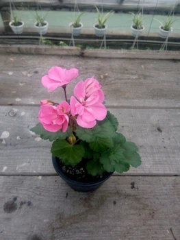 Зональна пеларгонія Dolce Vita Anne Pink, саджанець в 100-грамовому стаканчику