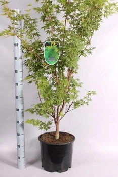 Японский клен (Japanese maple, Red winter wood) Sango-kaku, 1,4-1,6 м, объём горшка 12л (RG034)