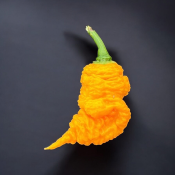 Семена Перец острый T-Rex Yellow, Capsicum chinense 5 шт/уп