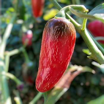 Семена Перец острый Халапеньо Billy Biker, Capsicum annuum 5 шт/уп