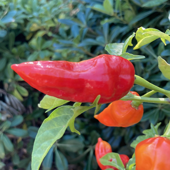 Семена Перец острый Fatalii Red, Capsicum chinense 5 шт/уп