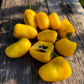 Семена Перец острый Rocoto Yellow Grande , Capsicum pubescens 5 шт/уп