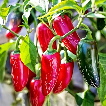 Семена Перец острый Халапеньо Chichimeca, Capsicum Annuum 5 шт/уп
