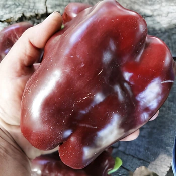 Семена Сладкий перец Chocolate Giant Emerald, Capsicum annuum 5 шт/уп