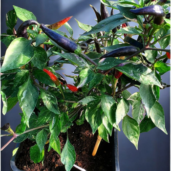 Семена Перец острый декоративный Dreamcatcher Dwarf Mini Vizera, Capsicum annuum 5 шт/уп