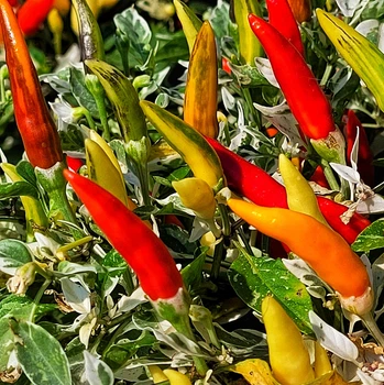 Семена Перец декоративный вариегатный Midwest Fiesta Green, Capsicum annuum 5 шт/уп