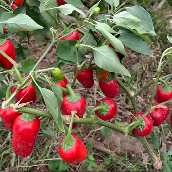 Семена Перец острый Jalapeno Round, Capsicum Annuum 5 шт/уп