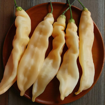 Семена Перец острый Bolivian Cream, Capsicum baccatum 5 шт/уп