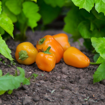 Семена Перец сладкий Orange Mini Bell, Capsicum annuum 5 шт/уп
