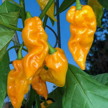 Семена Перец острый Fatalii Yellow, Capsicum chinense 5 шт/уп