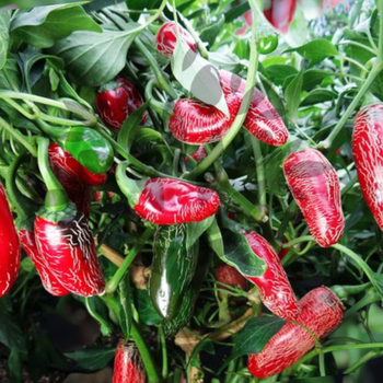 Семена Перец острый Халапеньо Maylon, Capsicum Annuum 5 шт/уп