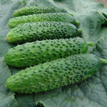 Семена Огурец Алоэ F1 1,2 г Тирас Moravo Seed