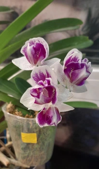 Орхідея (підліток зараз без квітів) TopDreams Phal 5069 Witch Gem (Little Gem Stripes peloric - 3 lips) квіти 5 см 1.7 (мох)