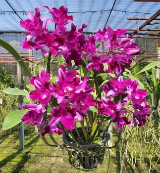 Орхідея (підліток зараз без квітів) TopDreams Каттлея B21 Ctt. Tristar Bouquet квіти 5 см ароматні, дуже пишно квітнуть 2.5" (мох)