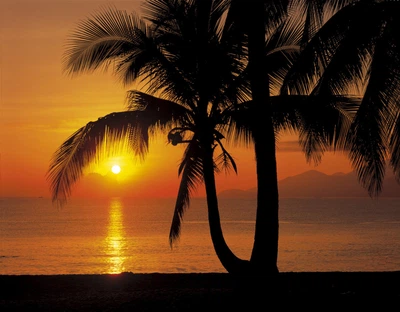 Фото обои Панно KOMAR Palmy Beach Sunrise бумажные моющиеся 8-255 (368х254 см)