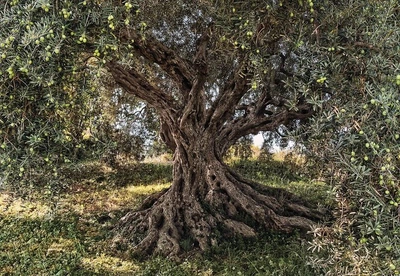 Фото обои Панно KOMAR Olive Tree бумажные моющиеся 8-531 (368х254 см)