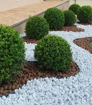Самшит С2 декоративные кусты для сада, саженцы, вечнозеленые растения в горшках.