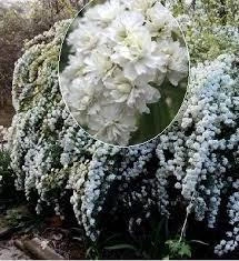 Спірея кантонська "Lanceolata" Садові рослини,квіти багаторічні ,розсада,саджанці ,трави