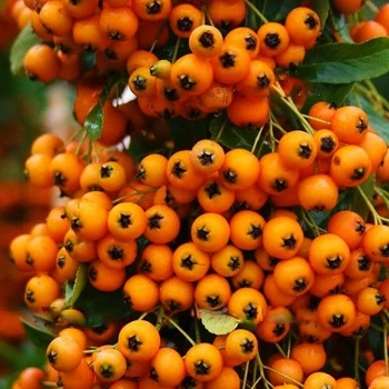 Садженець Пираканта "Orange Charmer" P9