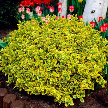 Садженець Бересклет Форчуна "Emerald Gold" С2